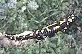 Near Eastern fire salamander