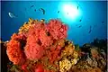 Juan Fernández Reef