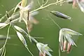 Spikelets