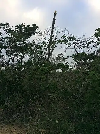 Plant growing in Laje dos Negros, Campo Formoso - State of Bahia, Brazil