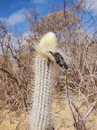 Plant growing in Cafarnaum, State of Bahia, Brazil