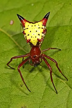 Micrathena sagittata