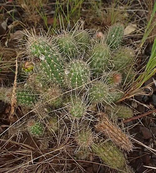 Habitat in Betim, State of Minas Gerais, Brazil