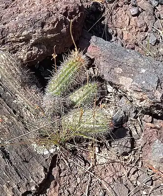 Plant growing in Brumadinho, State of Minas Gerais, Brazil