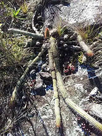 Habitat in Carrancas, Minas Gerais, Brazil