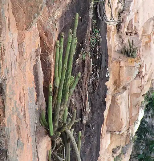Habitat in Coxipó do Ouro, Cuiabá - State of Mato Grosso, Brazil