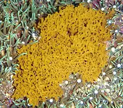 Arthuria tubuloreticulosa