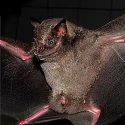 The image is a drawing of a bat head.