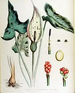 A. maculatum