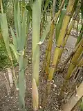Caña de castilla (Arundo donax)