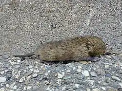 Brown vole