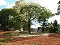 Ceiba graviozii (paineira branca), São Paulo, Brazil