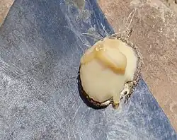 Close-up of a blade holding a thin slice of stem covered with partially dried pale yellow resin.
