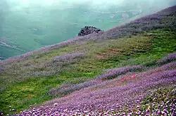 Shaqayeq Plain, Karmun