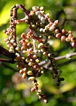 Fruiting spike