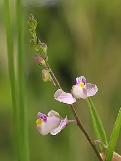 The inflorescence of a showy milkwort with two fully open flowers towards the base and ten buds higher up the stem. The open flowers have very light pink, almost white, petals with darker nectar lines on the two petals to the sides and two much darker lobes towards the front of the flower.