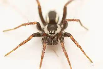 male
