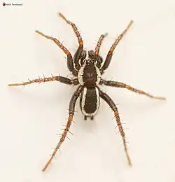 male
