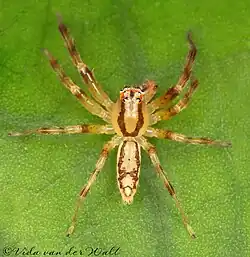 Asemonea amatola Male