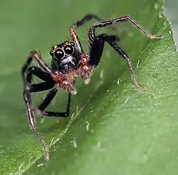 male from front