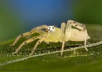 female
