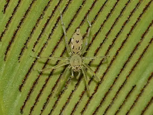 female A. cristata