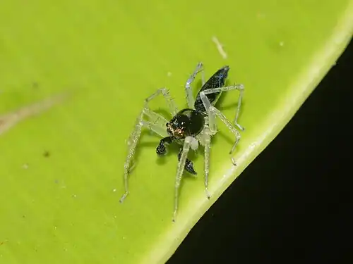 male A. cristata