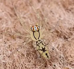 female A. stella