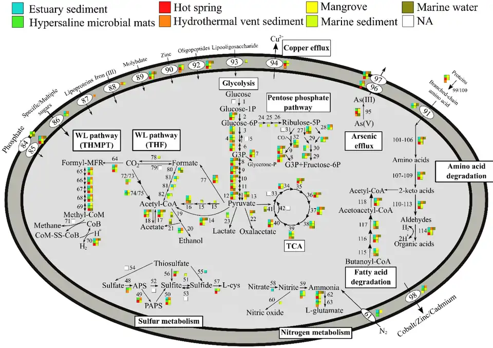 Metabolic pathways of Asgard archaea, varying by environment[28]