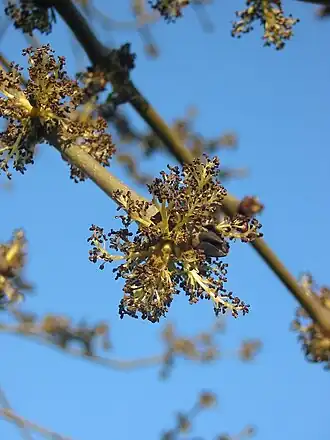 Flowers of F. excelsior