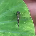 Female