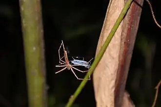 A. madagascariensis