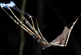 A. wangi