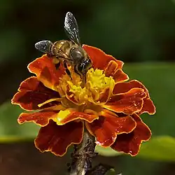 A. cerana in India