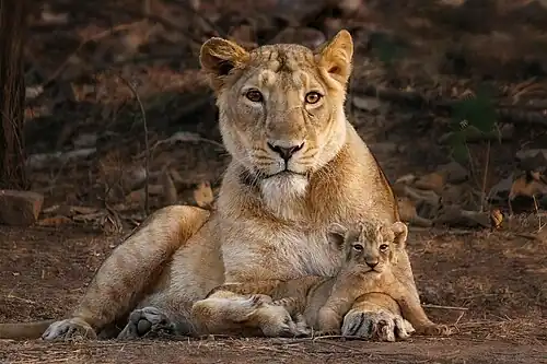 A family of Asiatic lions, which live in and around Gir National Park