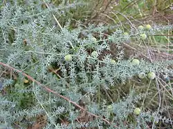 Asparagus acutifolius
