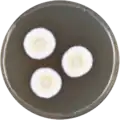 Aspergillus alabamensis growing on MEAOX plate