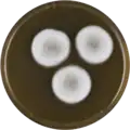 Aspergillus carlsbadensis growing on MEAOX plate