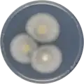 Aspergillus conjunctus growing on CYA plate