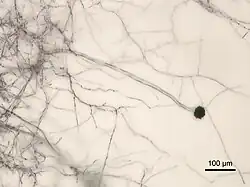 Zoomed image of Aspergillus niger, lines on a image