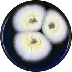Aspergillus paradoxum