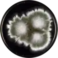 Aspergillus pseudoglaucus growing on YES plate