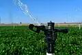 Impact sprinkler watering crops