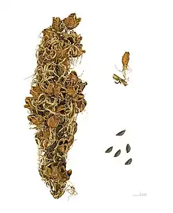 Capsules and seeds
