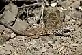 Western whiptail lizard