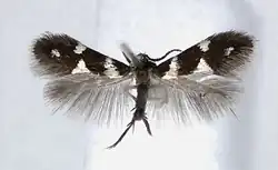 A moth with its wings spread. The forewings are dark brown with white markings, the hindwings are feather-like with no markings