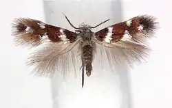 A moth with its wings spread. The forewings are brown with white markings, the hindwings are feather-like with no markings, and the antennae are black with white tips