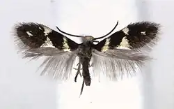 A moth with its wings spread. The forewings are dark brown with white markings, the hindwings are feather-like with no markings