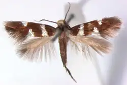 A moth with its wings spread. The forewings are brown with white markings, the hindwings are feather-like with no markings