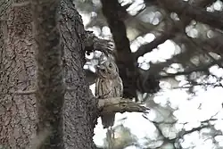 Eurasian scops-owl, Ferrera